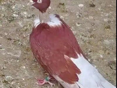 Romanian Naked Neck Pigeons