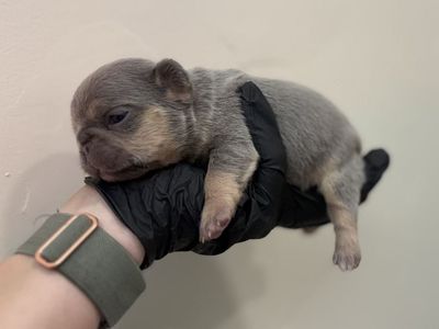French Bulldog/Frenchie Puppies