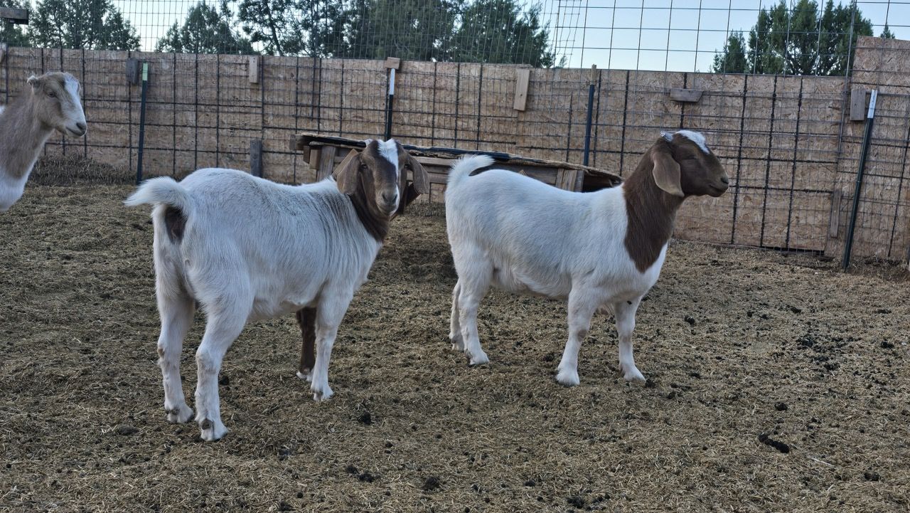 2 Boer Doelings - Breeding Age