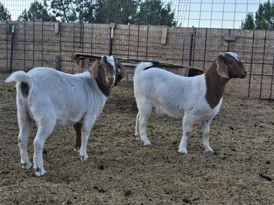 2 Boer Doelings - Breeding Age