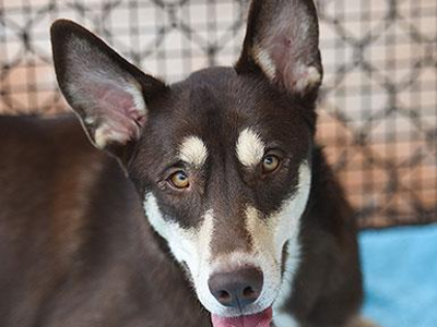 Hello my name is Caboodle