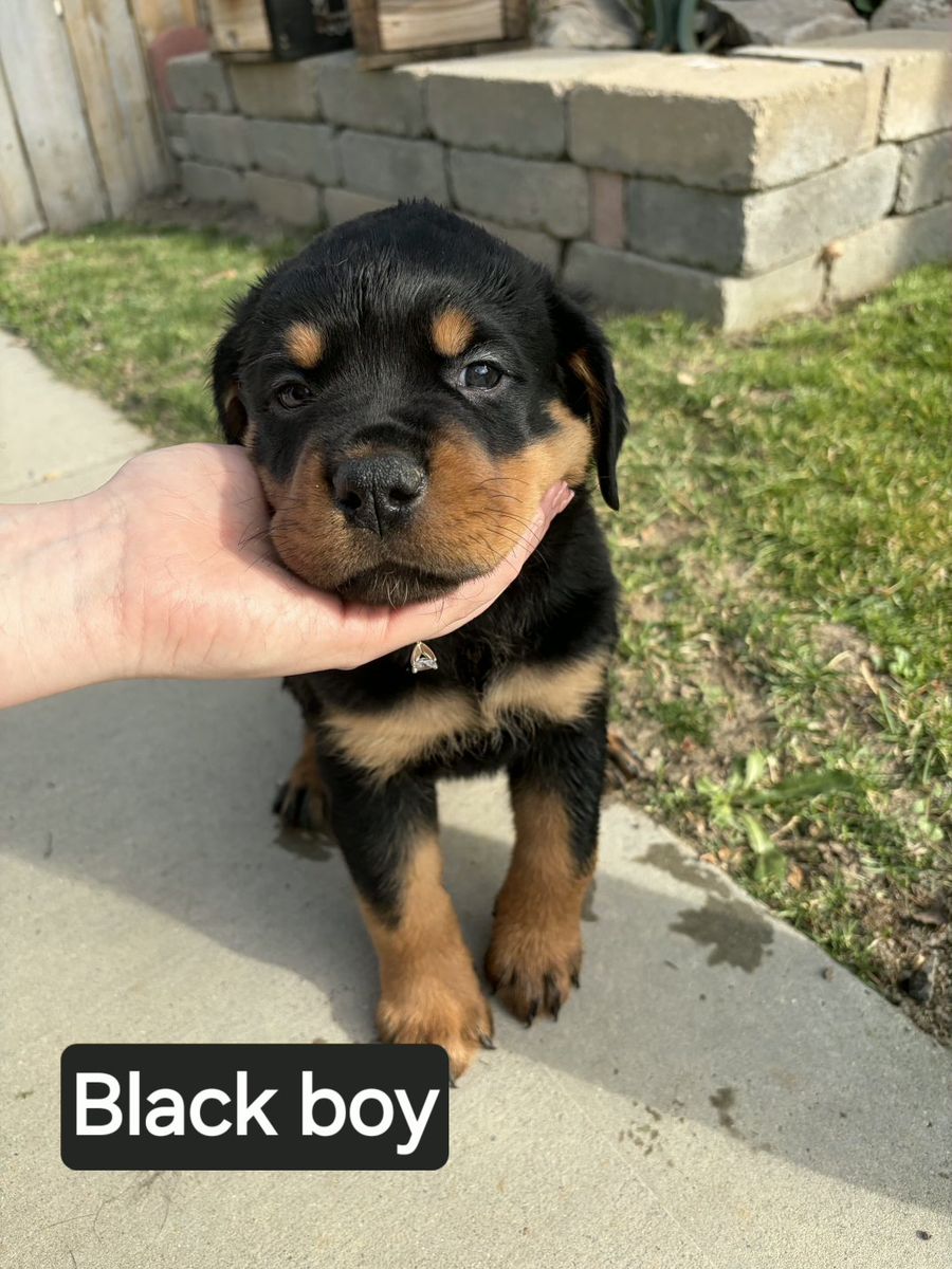 Rottweiler puppies