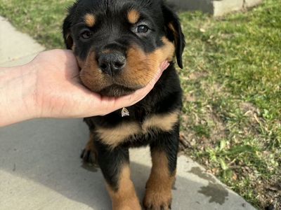 Rottweiler puppies