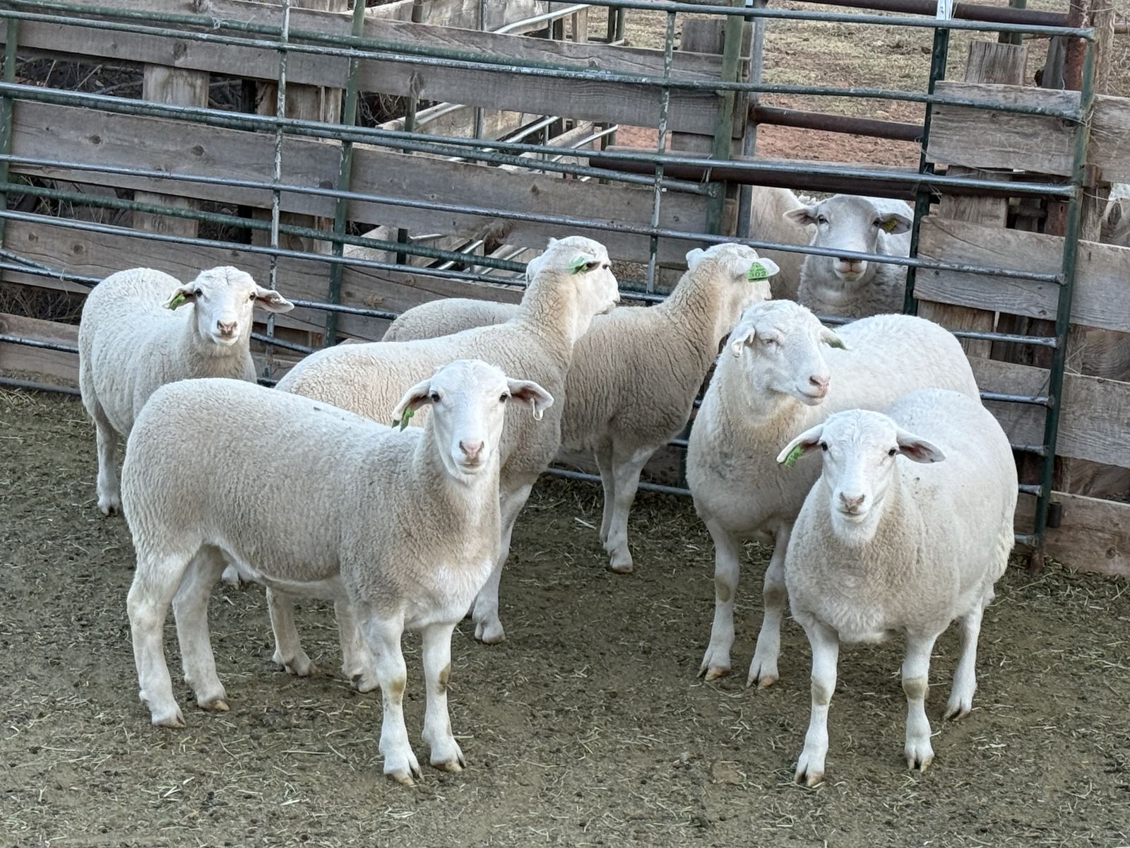 6 Dorper Ewe Lambs
