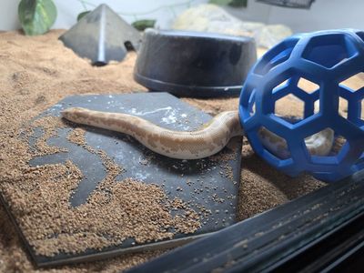 Pythons, Sand Boas and Hognose