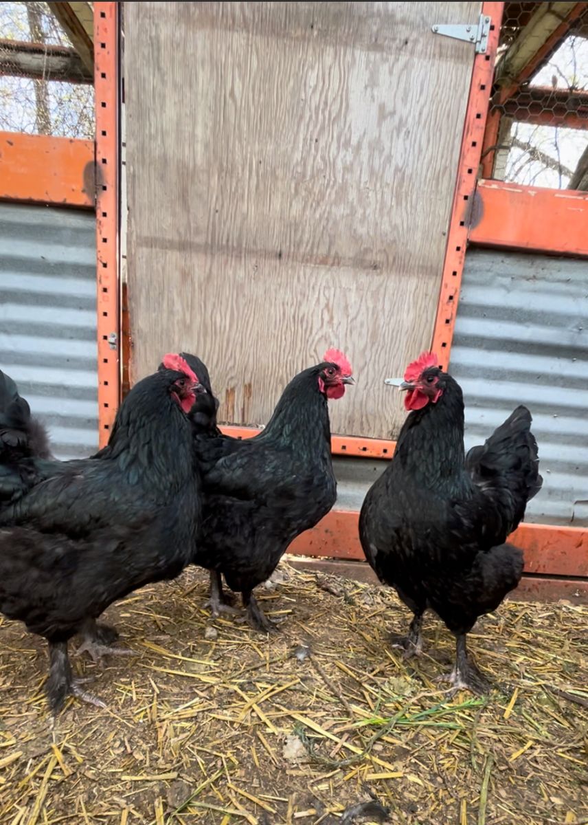 Baby Chicks. Black Langshan