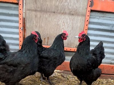 Baby Chicks. Black Langshan