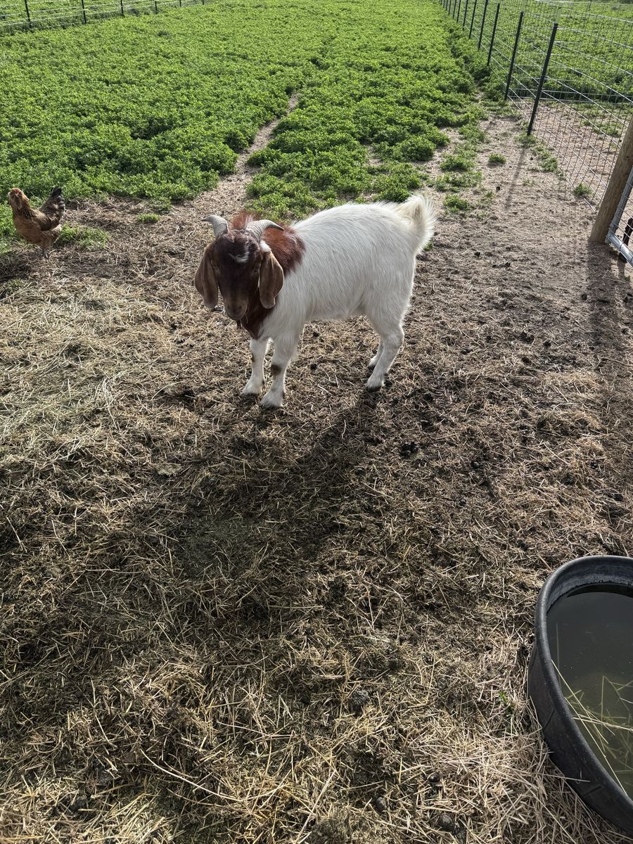 Moon-spotted Boer Stud service