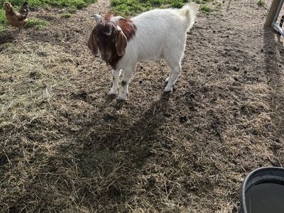 Moon-spotted Boer Stud service