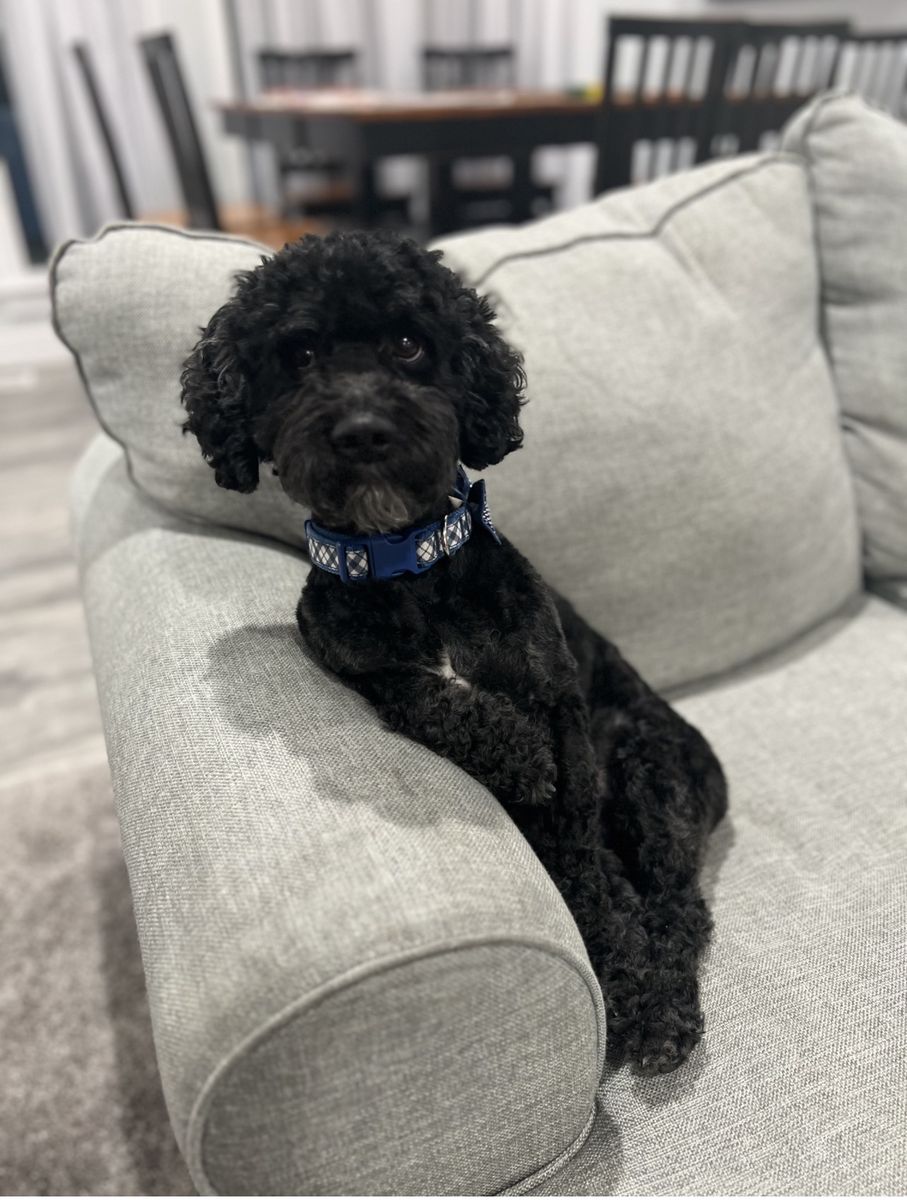 Black Cockapoo (male, 4-year-old)