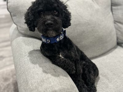 Black Cockapoo (male, 4-year-old)