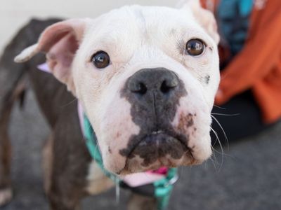 Hello my name is Dahlia