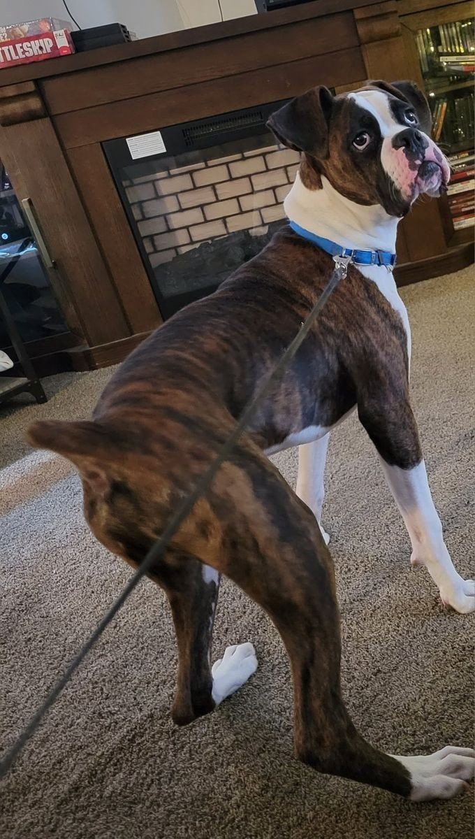Boxer Stud only AKC Registered