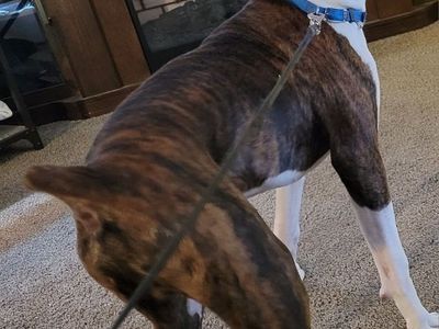 Boxer Stud only AKC Registered