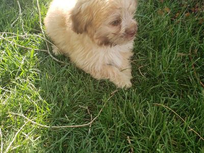 French bulldog and poodle mixed puppies, ready to go to their new homes.