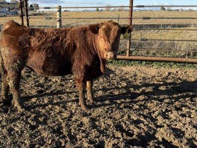 Red Angus calving Ease Bulls