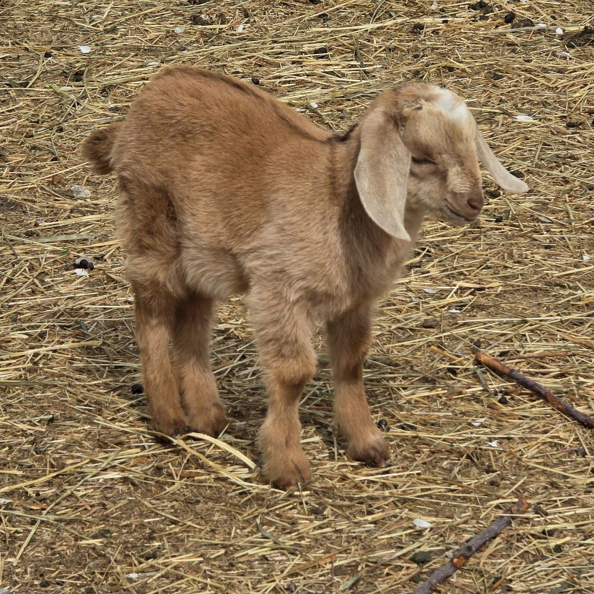 Nubian Bucklings