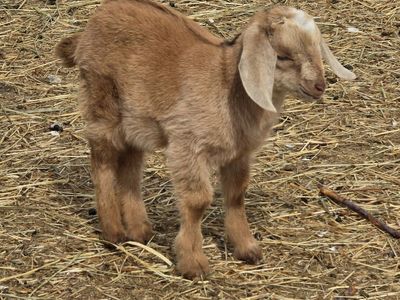 Nubian Bucklings