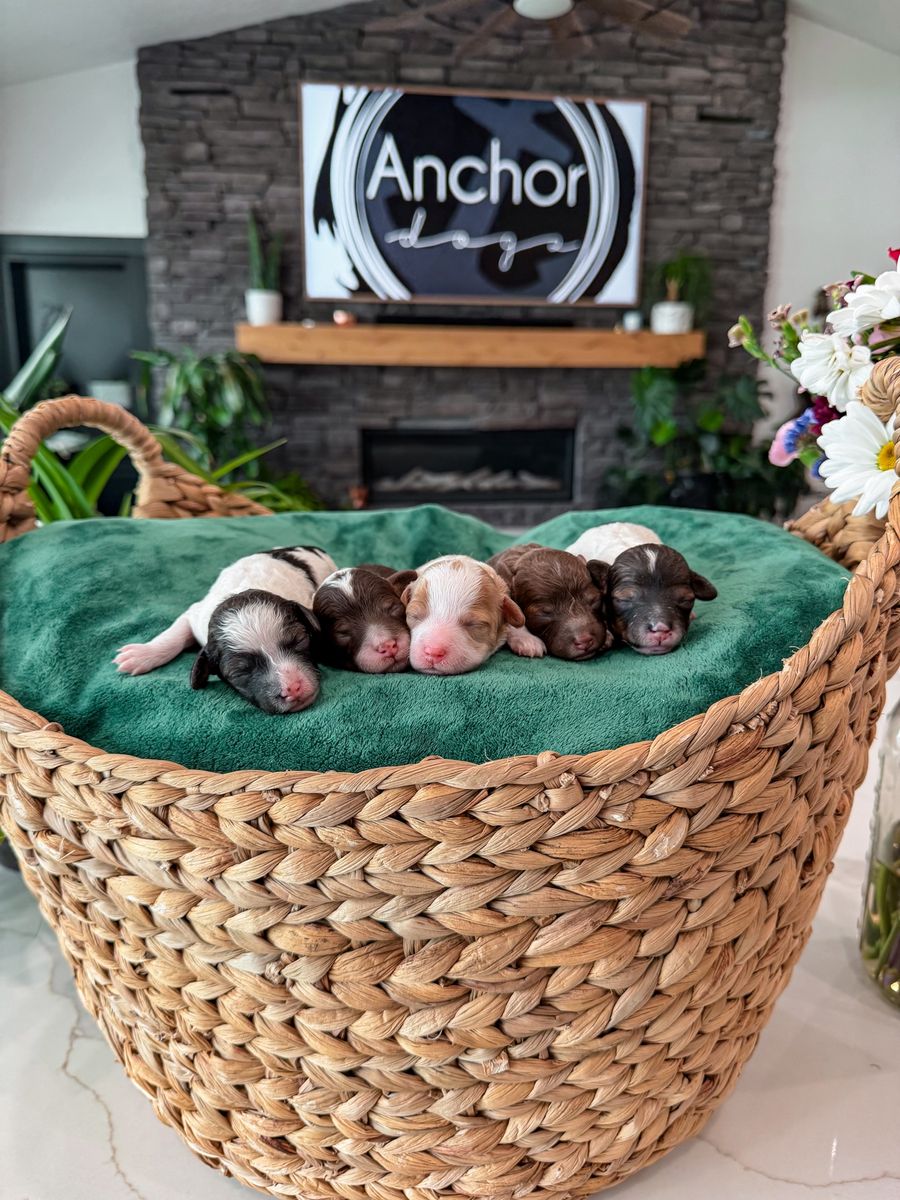 Teddy Bear 🧸 PooChons (bichon - poodles )