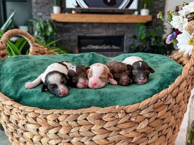 Teddy Bear š§ø PooChons (bichon - poodles )