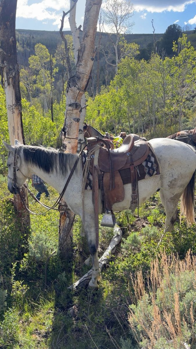 8 year old grade gelding