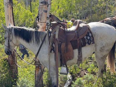 8 year old grade gelding