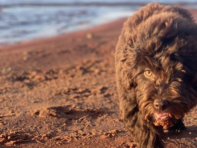 Male cockapoo puppy