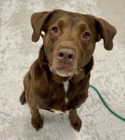 A164086 Milkshake, Available for Adoption