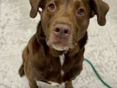 A164086 Milkshake, Available for Adoption