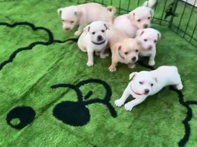 Adoreble Chihuahua puppies
