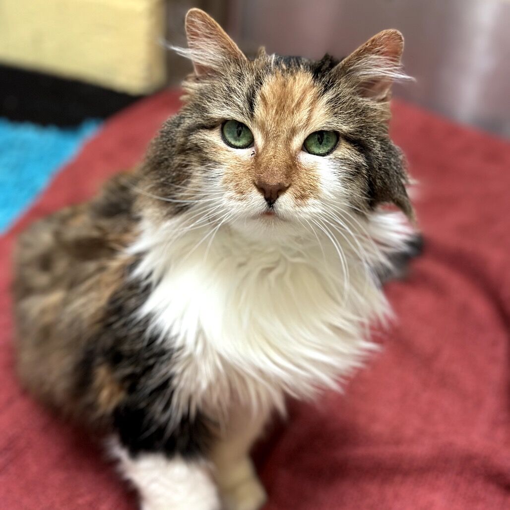 Hello my name is Girlie