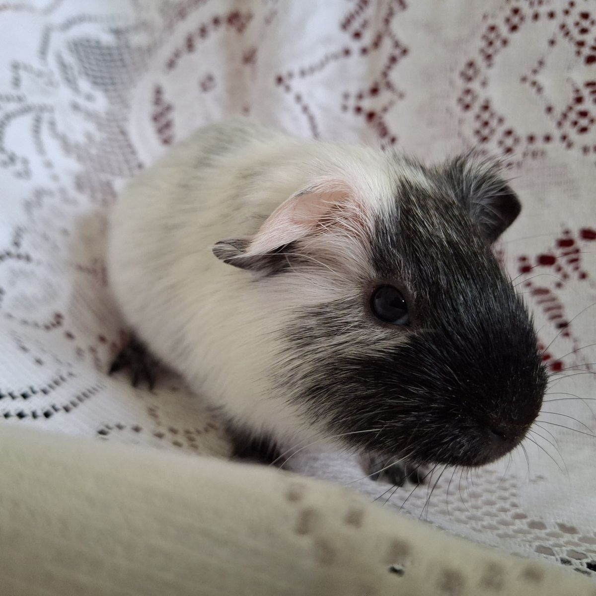 Baby Guinea Pig: Stanley