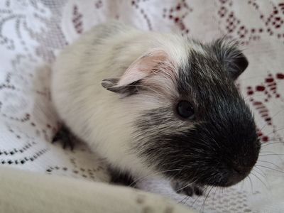 Baby Guinea Pig: Stanley