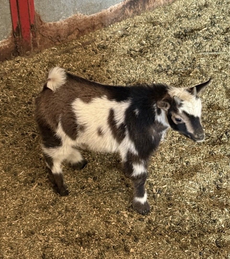 Nigerian Dwarf Kids