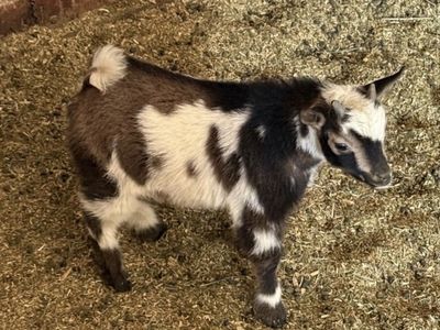Nigerian Dwarf Kids