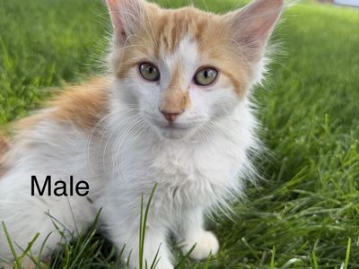Kittens