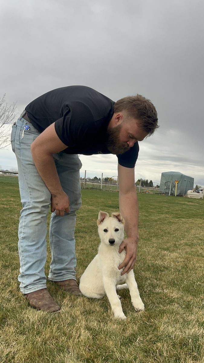 Quality Akc White German Shepherd Puppies