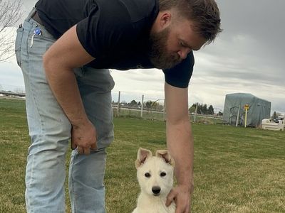 Quality Akc White German Shepherd Puppies