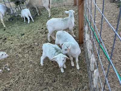 Dorper lambs