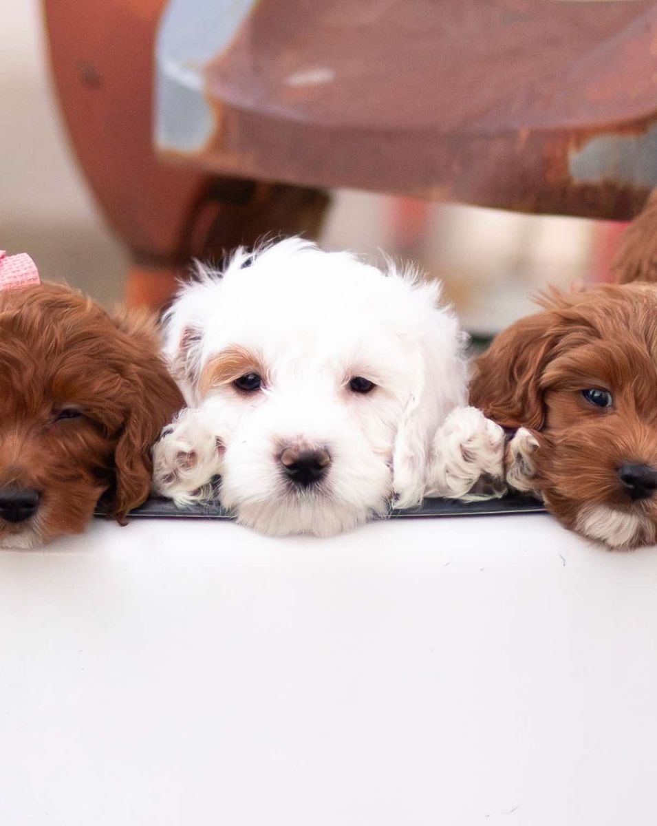 Adorable Parti Teacup Goldendoodle Boy - 12-14 lbs