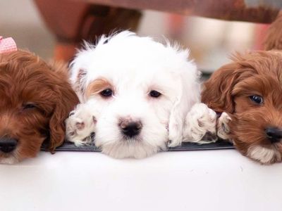 Adorable Parti Teacup Goldendoodle Boy - 12-14 lbs