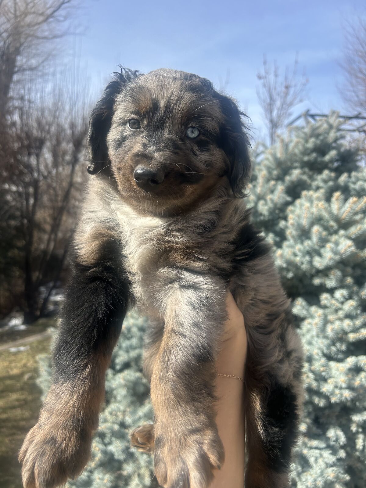 Blue Merle Mini Aussie Doodle