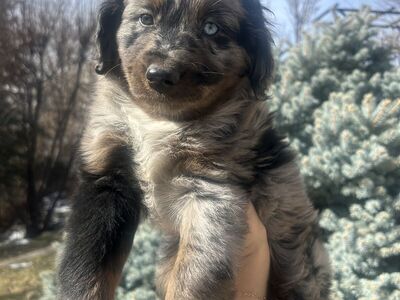 Blue Merle Mini Aussie Doodle