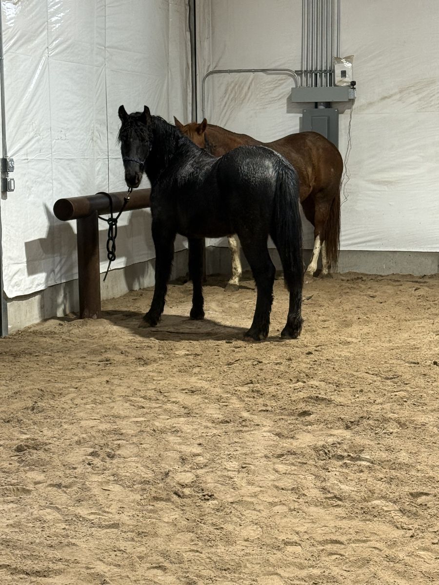 2024 Gypsian gelding