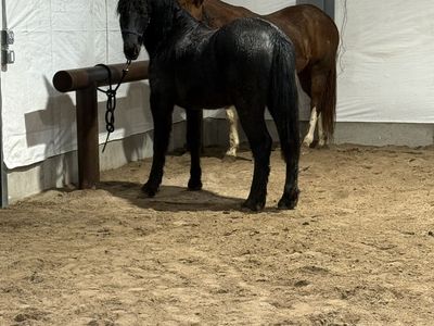2024 Gypsian gelding