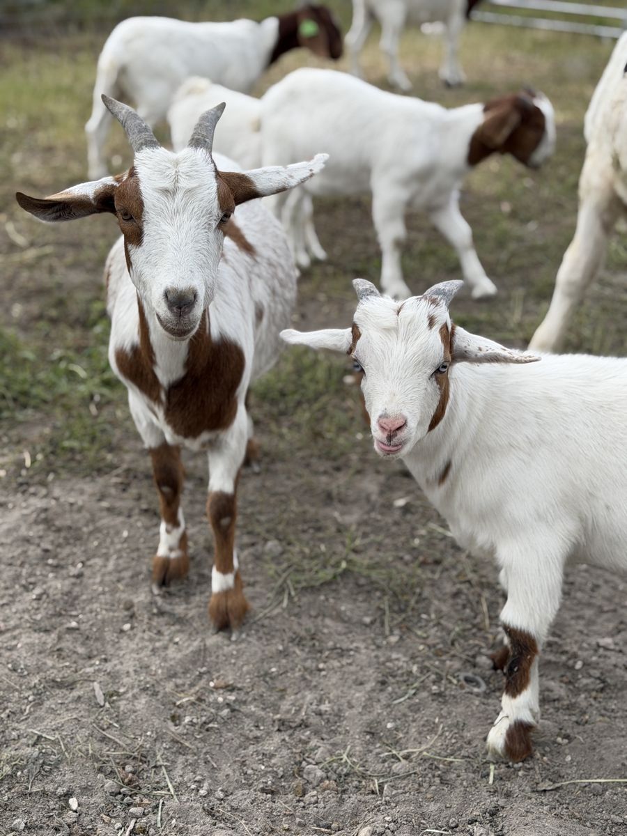 Boer x Dwarf Cross Nanny & Buckling