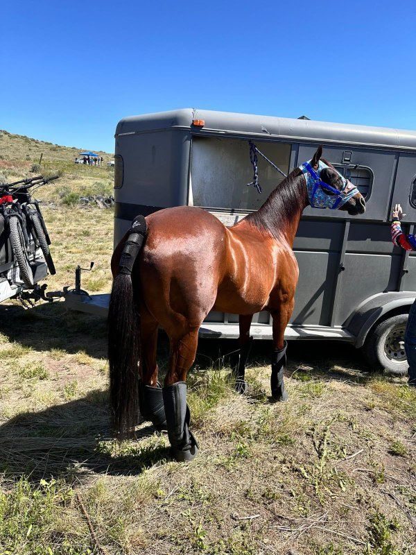 Grade Quarter Horse Mare - Well Muscled, Trail Horse