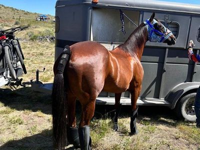 Grade Quarter Horse Mare - Well Muscled, Trail Horse