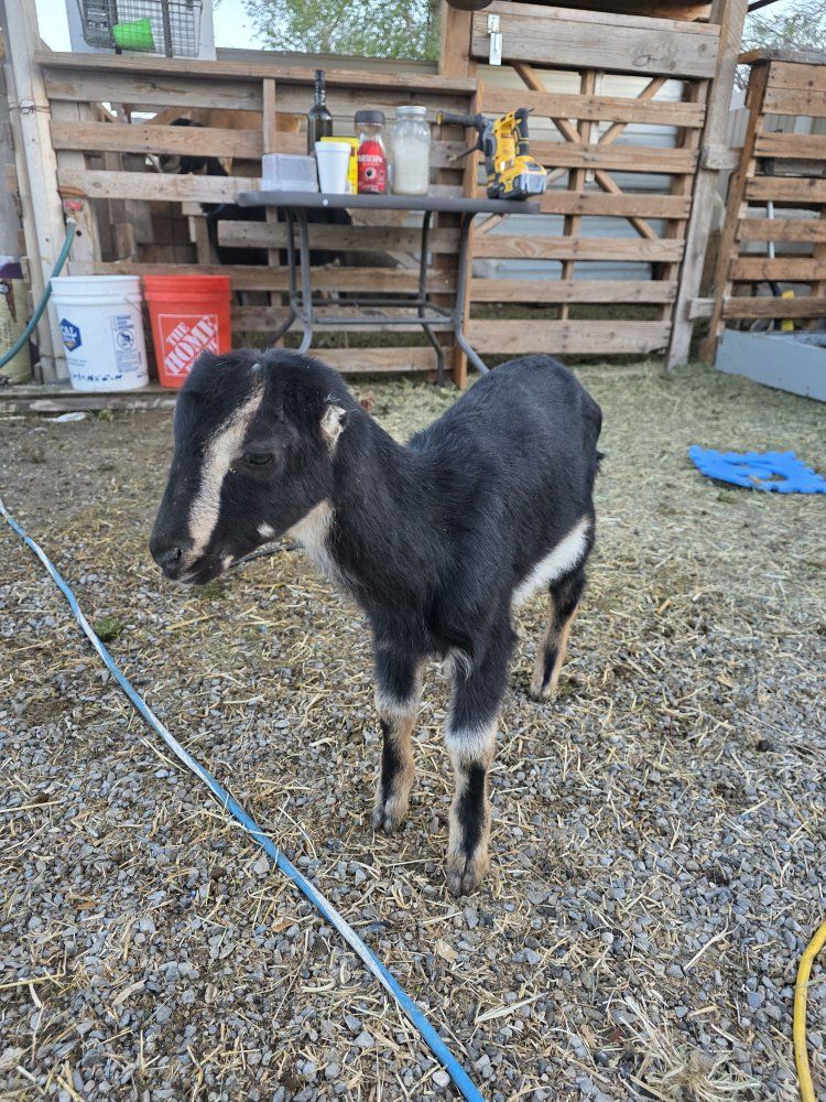 LaMancha Doeling