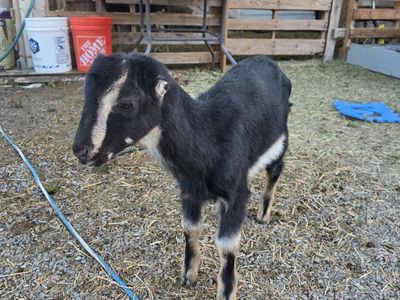 LaMancha Doeling